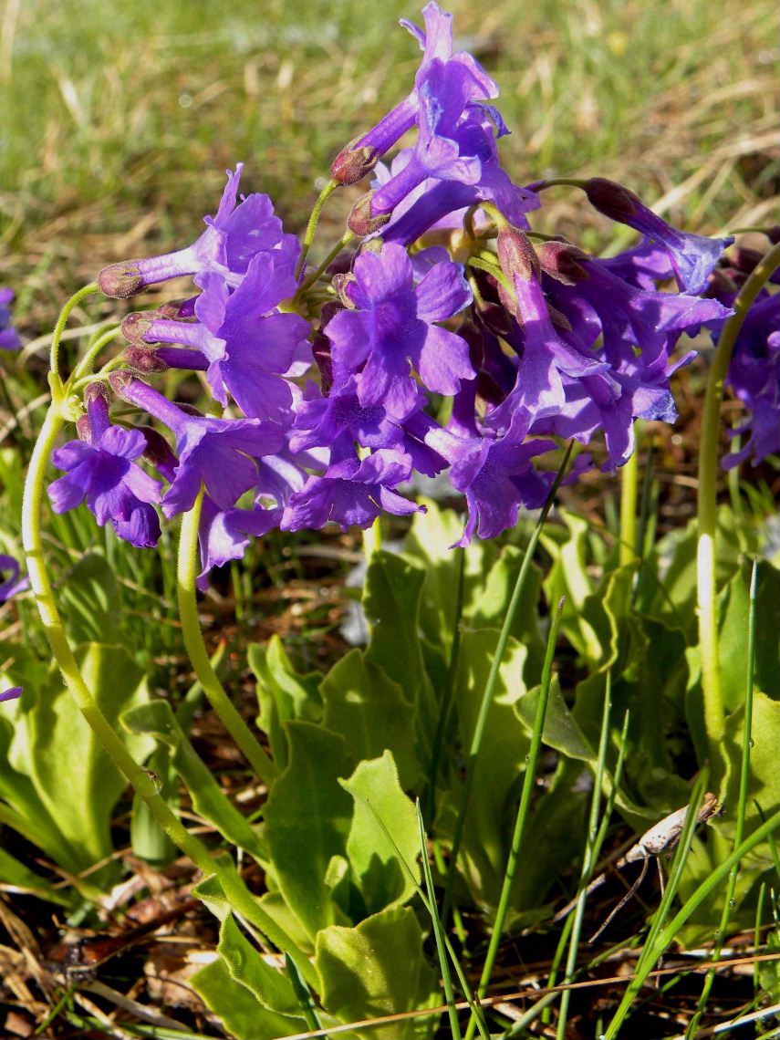 Primula hirsuta, latifolia e pedemontana a confronto